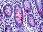 Mucin 2 / MUC2 Antibody (clone Ccp58)